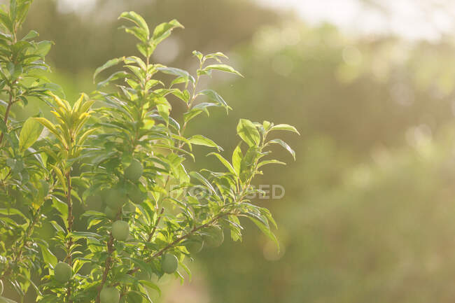 El follaje verde sobre la rama de la planta en el día soleado sobre el fondo borroso - foto de stock