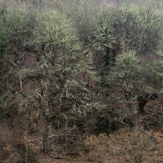 Árvores que crescem na colina em luz calma — Fotografia de Stock