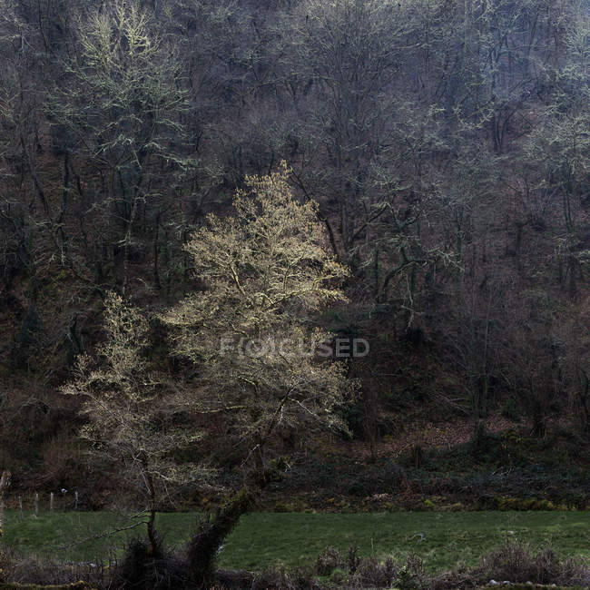 Голі дерева, що ростуть на пагорбі і полі в спокійному світлі — стокове фото