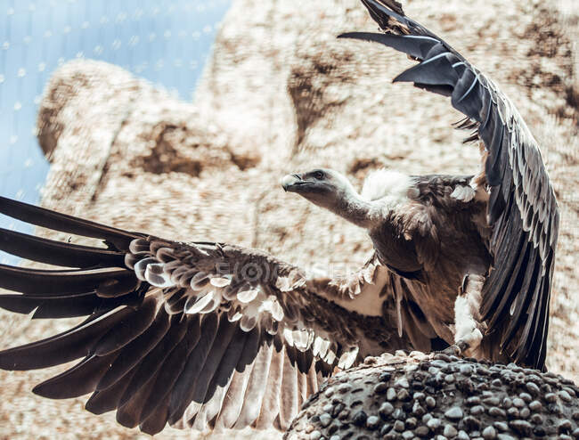 Dal basso colpo di meraviglioso avvoltoio seduto sulla roccia artificiale nella giornata di sole nel recinto dello zoo — Foto stock
