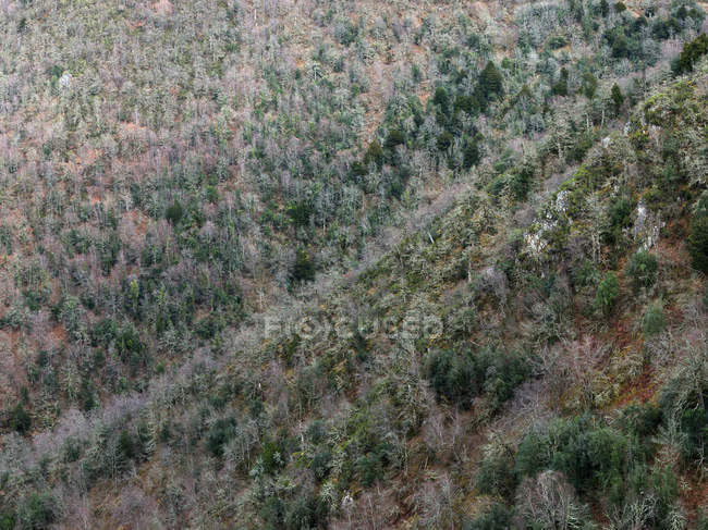 Вид з повітря на голі дерева на схилі гори в зимовий час — стокове фото