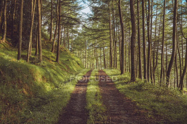 Countryside road running between green forest — Stock Photo