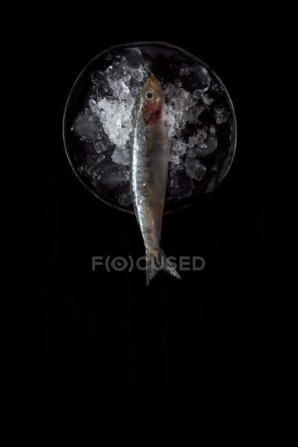 Fresh sardines Raw with ice. Flat lay; top view; On dark background — Stock Photo