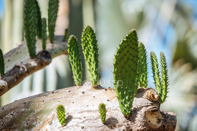 Close-up of baby cacti plants on old trunk — Stock Photo