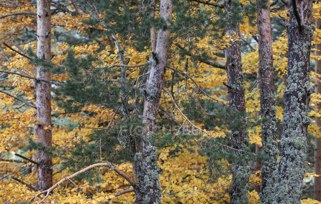 Árboles en el bosque de coníferas - foto de stock