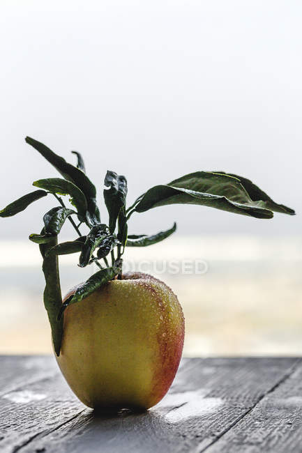Свежее желтое яблоко с листьями на деревянном столе — стоковое фото