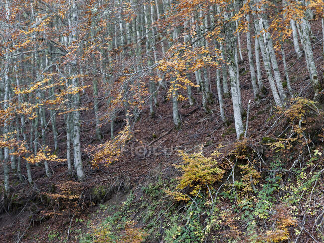 Alberi nella foresta autunnale — Foto stock