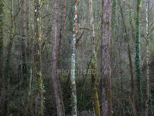 Пейзаж безлистяних дерев у спокійному лісі в холодну пору року — стокове фото