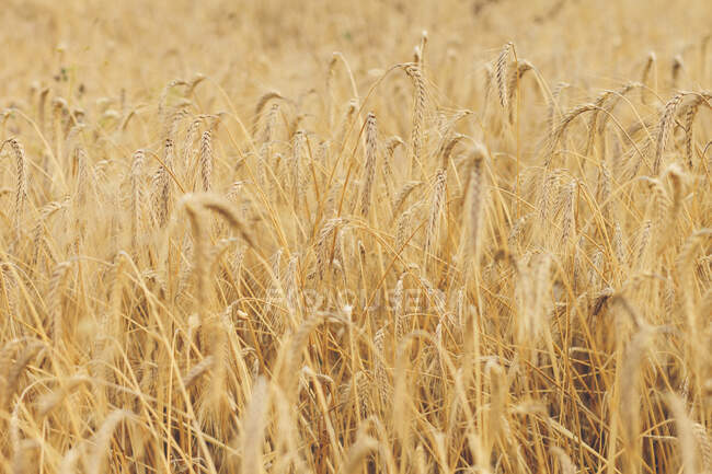 Коричневі сухі зернові, що ростуть на великому лузі — стокове фото