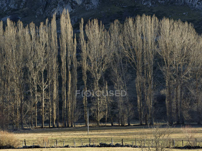 Bare trees growing in field in sunlight — Stock Photo