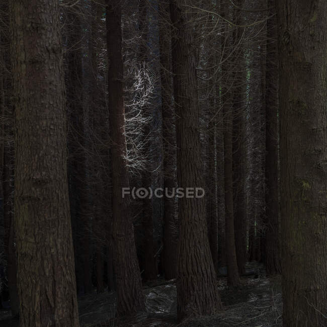 Árboles desnudos en el bosque - foto de stock