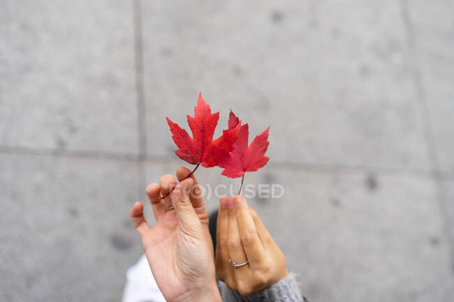 Dall'alto mani raccolto di signore che detengono fogliame rosso secco su sfondo asfalto in Oporto, Portogallo — Foto stock