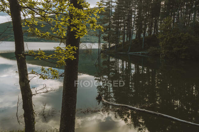 Foresta di abete che cresce sulla costa del meraviglioso lago vicino alla collina, Embalse de Alsa, Spagna — Foto stock