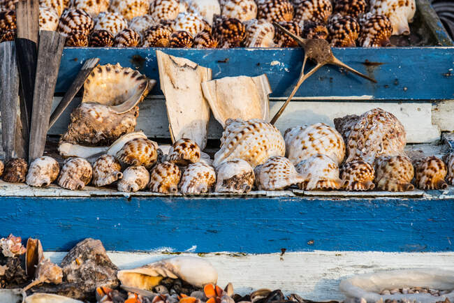 Coquilles d'escargot de mer stand de marché — Photo de stock