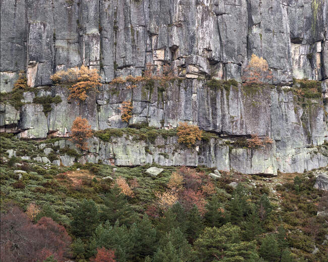 Herbstbäume auf Klippen — Stockfoto