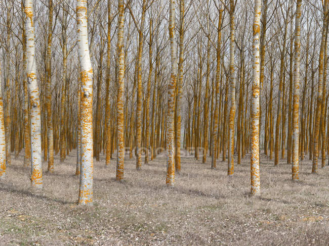 Транквіль порожній ліс з рядами голих дерев у спокійному денному світлі — стокове фото