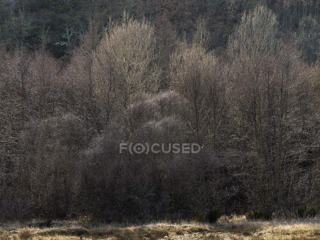 Bare trees growing on slope of mountain in calm light — Stock Photo