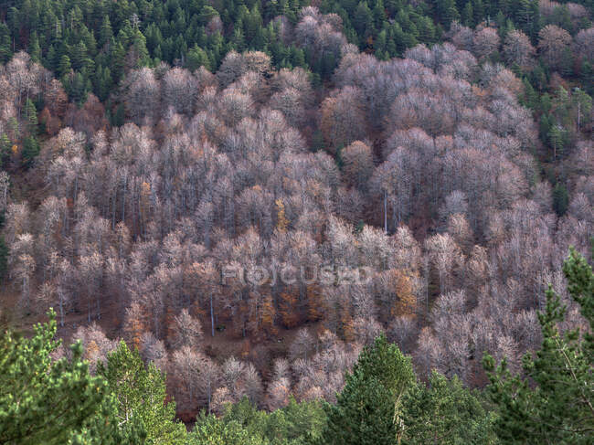 Von oben trockene graue Wälder zwischen grünen Nadelwäldern in Soria, Spanien — Stockfoto