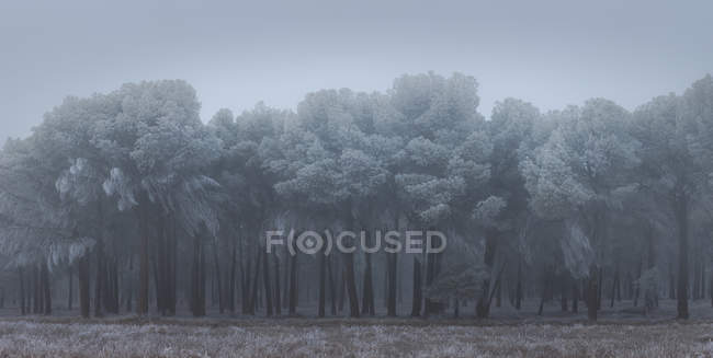 Хурфрост покриває дерева і траву взимку вранці — стокове фото