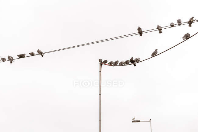 Desde abajo muchas palomas sentadas en cables eléctricos y cielo nublado en Oporto, Portugal - foto de stock