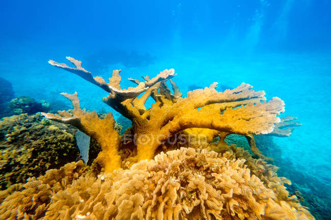 Vista da vicino dei coralli di corno gialli nel mare azzurro — Foto stock