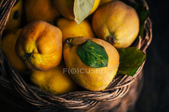 Fresco raccolto mele cotogne mature nel cestino — Foto stock