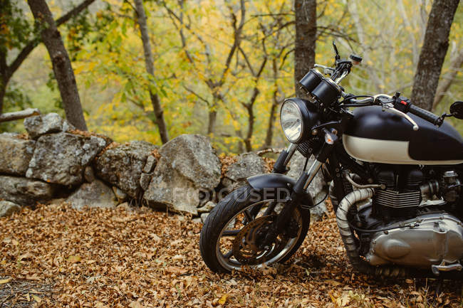 Кафе гонщик мотоцикл припаркований на дорозі між деревами восени — стокове фото