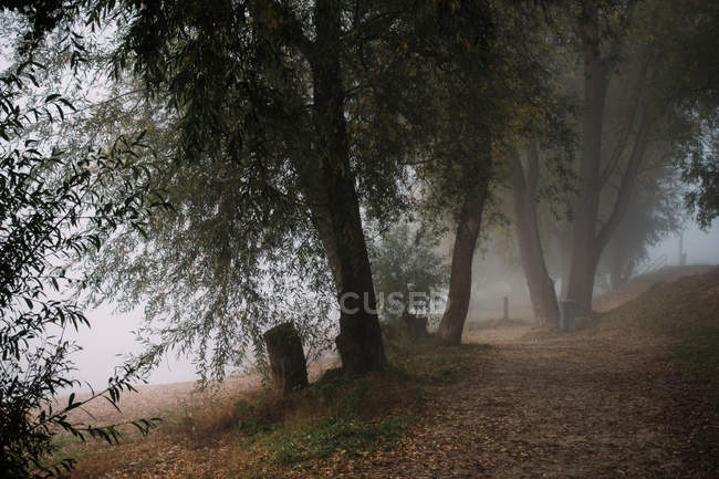 Fußweg mit umgestürzten Blättern bei Bäumen im Nebel — Stockfoto