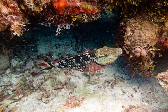 Scaridae peixes flutuando entre corais e vida à deriva no mar — Fotografia de Stock