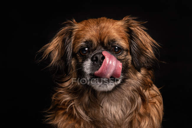 Маленький коричневий собака з язиком сидить в студії на чорному тлі — стокове фото