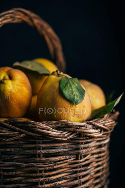 Closeup of fresh picked ripe quinces in basket — Stock Photo