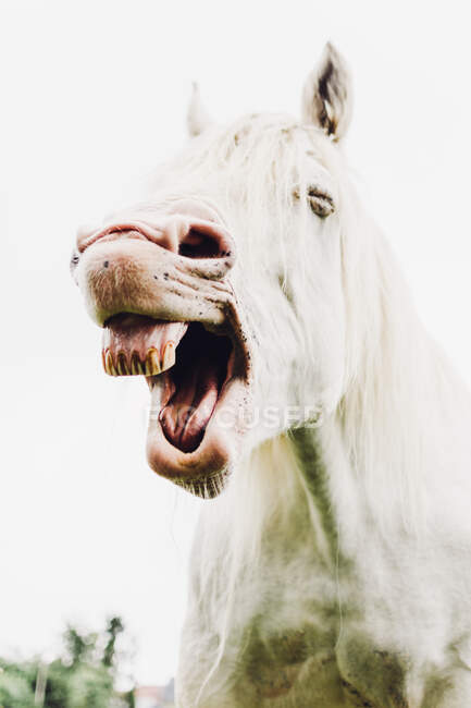 De baixo cavalo claro mostrando dentes e níquel em fundo embaçado na França — Fotografia de Stock