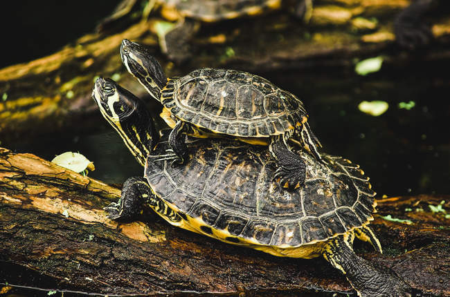 Две очаровательные черепахи лежат на ветке мокрого дерева возле пруда в зоопарке — стоковое фото
