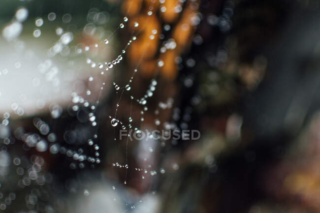 De cima conceito de teia de aranha molhada com gotas de água sobre fundo borrado na França — Fotografia de Stock