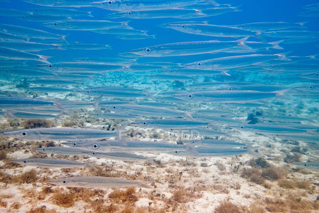 Grupo de pequeñas barracudas sobre arrecife en agua de mar - foto de stock