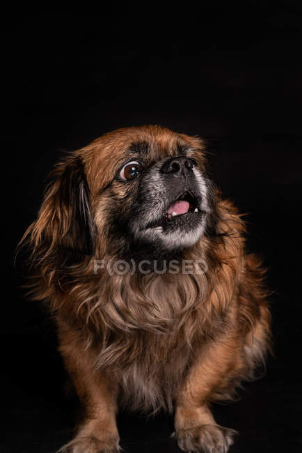 Kleiner brauner Hund mit offenem Maul, der auf schwarzem Hintergrund wegschaut — Stockfoto