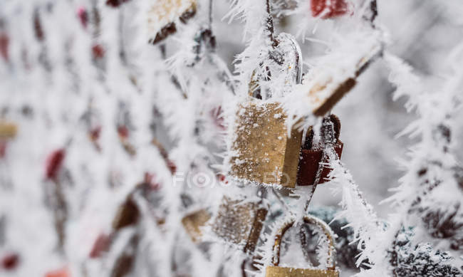 Hoarfrost branco cobrindo cadeados de amor e cerca líquida no dia de inverno no parque — Fotografia de Stock
