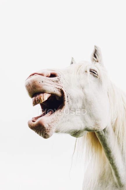 Nickering white horse with opened mouth — Stock Photo
