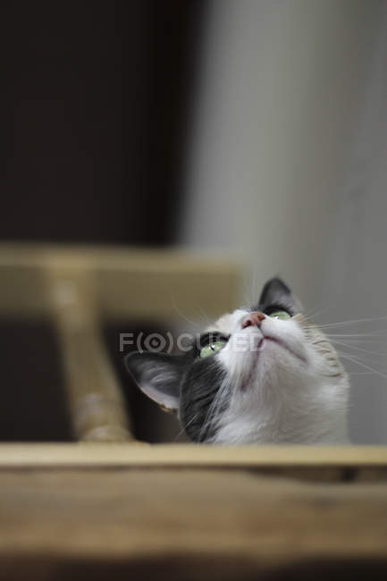Primer plano de lindo curioso gato mirando hacia arriba en la escalera - foto de stock
