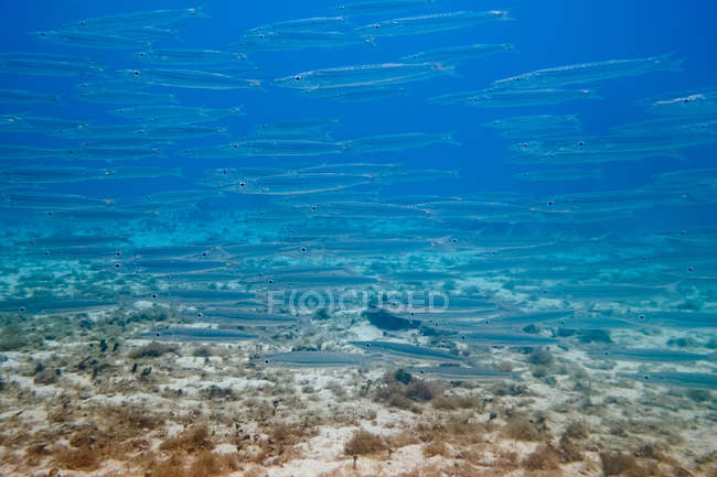 Shoal of little silver fish underwater — Stock Photo