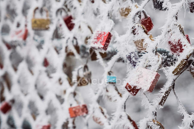 White hoarfrost covering love padlocks and net fence on winter day in park — Stock Photo