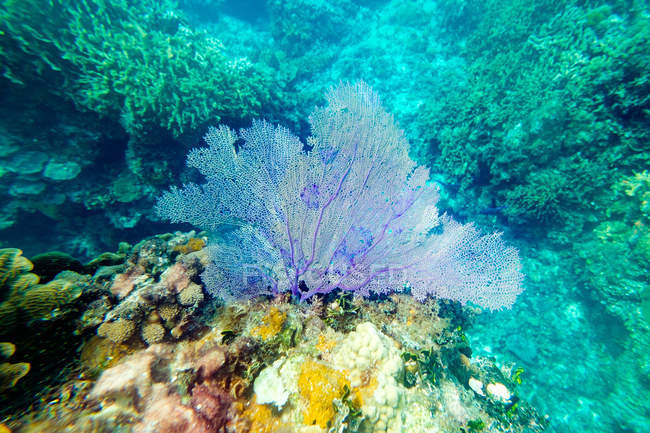 Primo piano del corallo blu brillante sulla barriera corallina sottomarina — Foto stock
