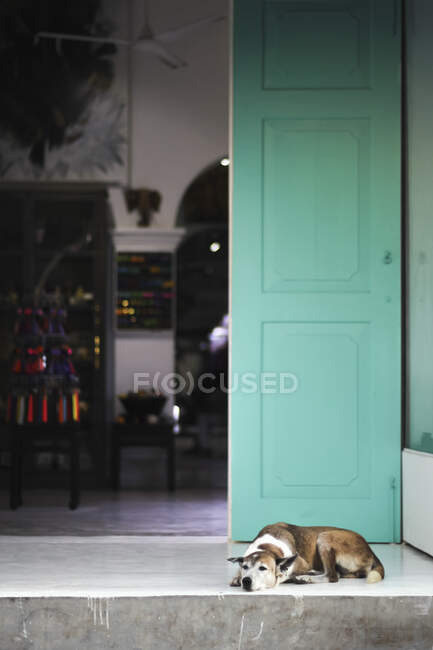 Sweet dog lying on doorstep near open door and relaxing — Stock Photo