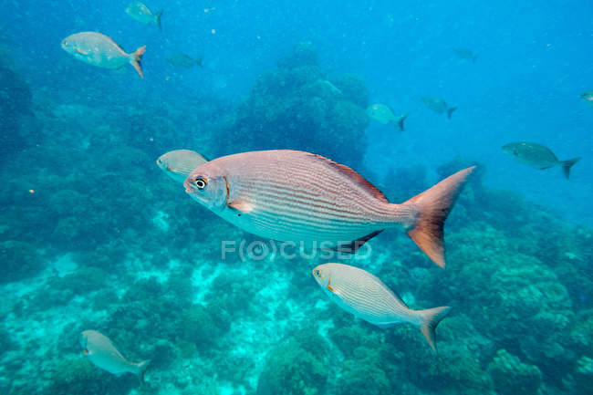Closeup of fish group floating in blue water near corals — Stock Photo