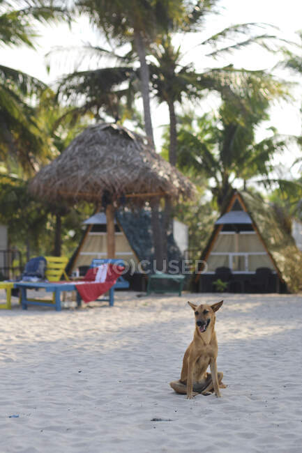 Cão bonito com boca aberta sentado na praia de areia em dia ensolarado incrível — Fotografia de Stock
