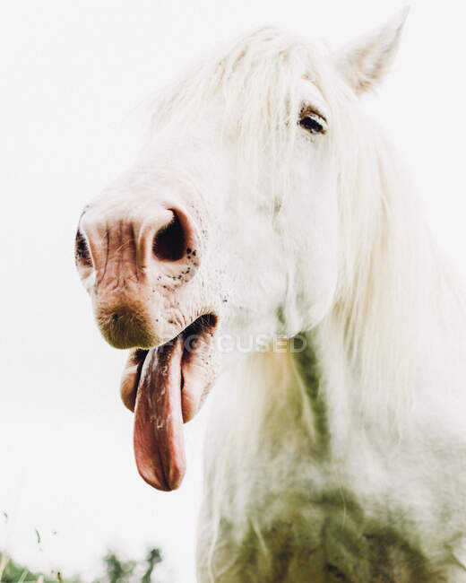 Белая лошадь с языком — стоковое фото