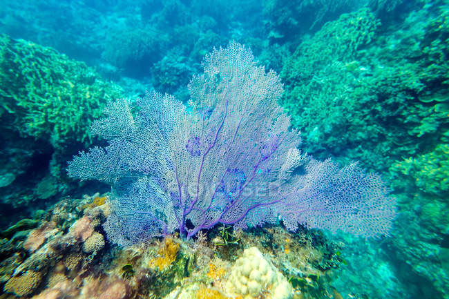 Nahaufnahme hellblauer Korallen am Riff unter Wasser — Stockfoto