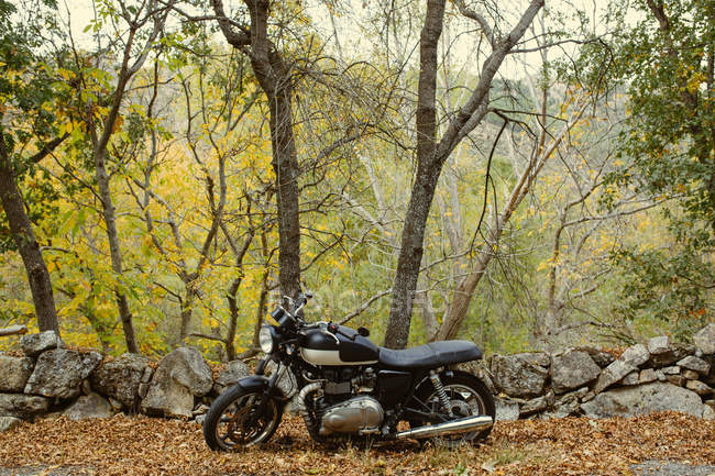 Кафе гонщик мотоцикл припаркований на дорозі між деревами восени — стокове фото