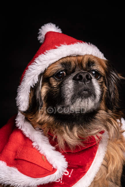 Pequeno cão no engraçado traje de Natal no fundo preto — Fotografia de Stock