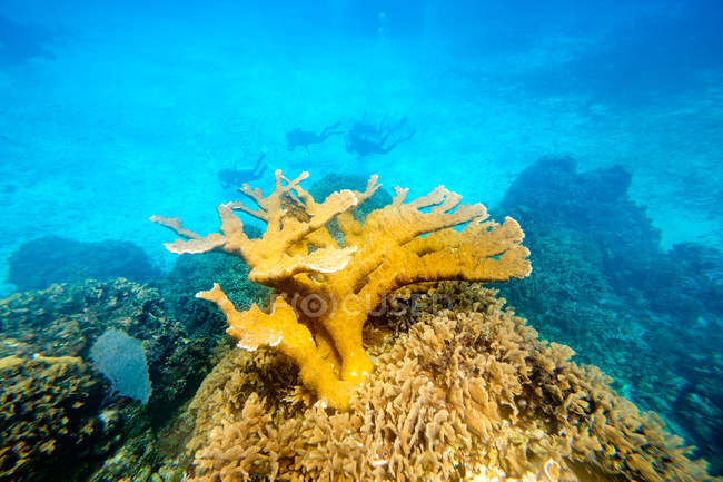 Великі корали у воді з людьми, що занурюються на фоні — стокове фото